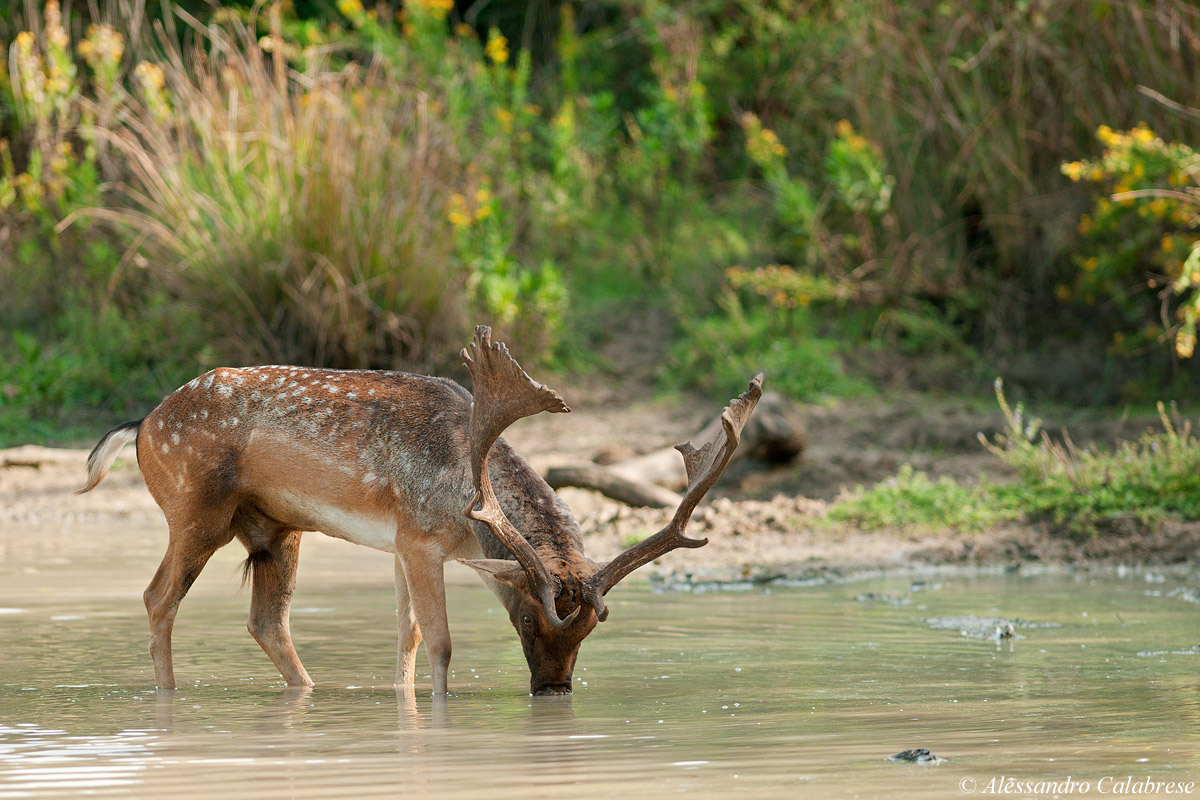 Daino all'abbeverata