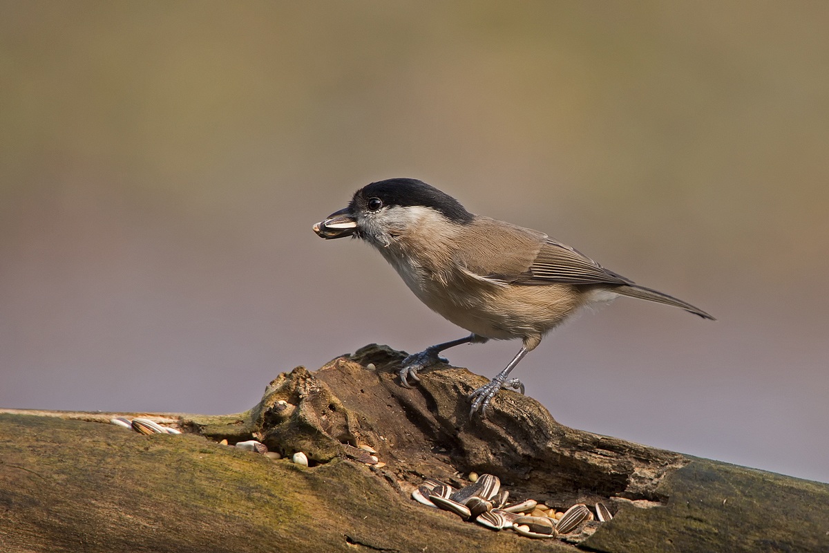Cincia Bigia (Parus palustris)