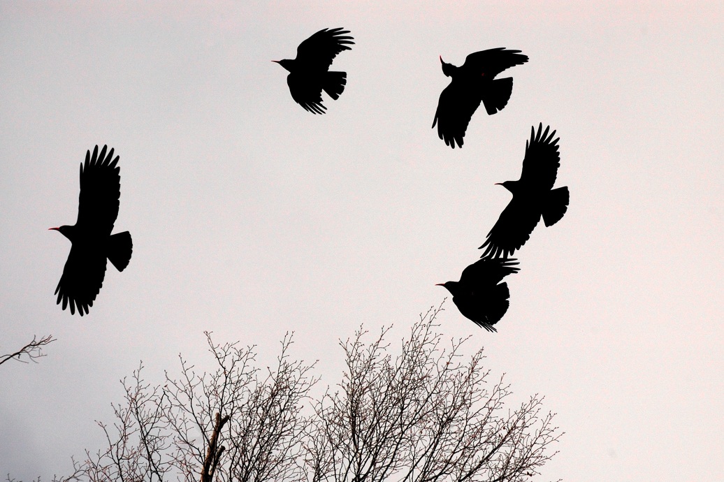 Choughs in the winter sky