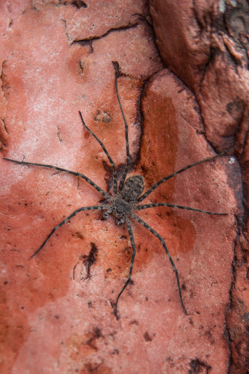 araa ladradora de Darwin (Caerostris darwini)