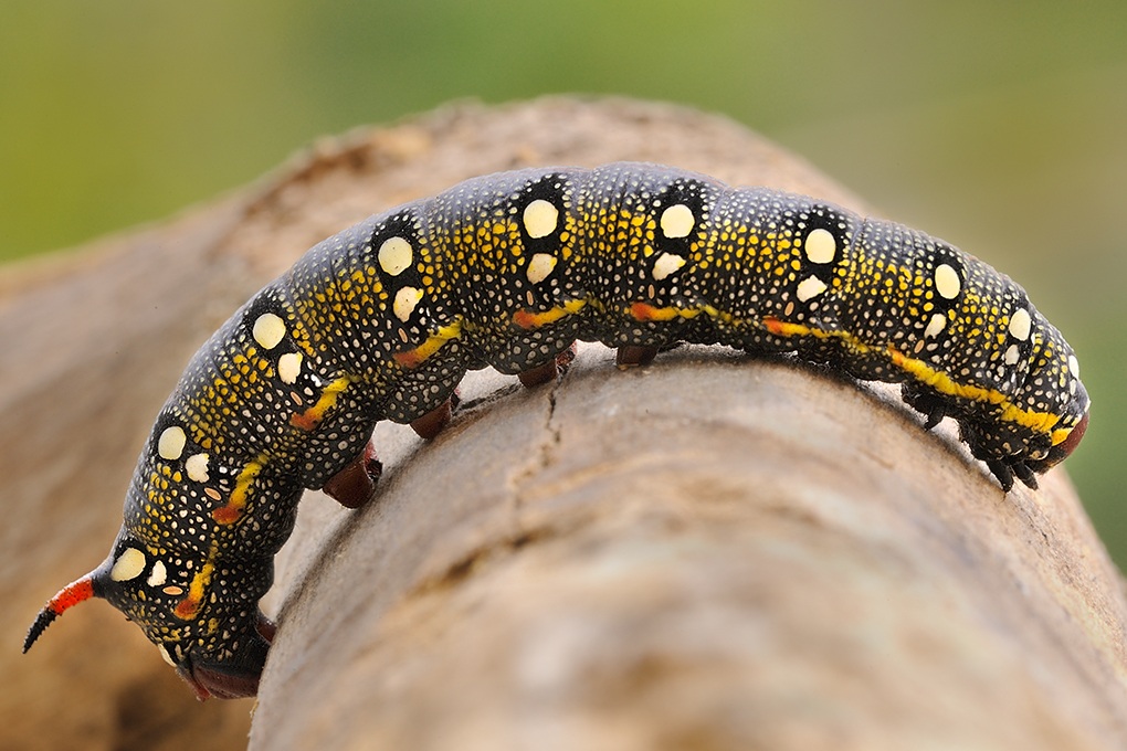 Caterpillar