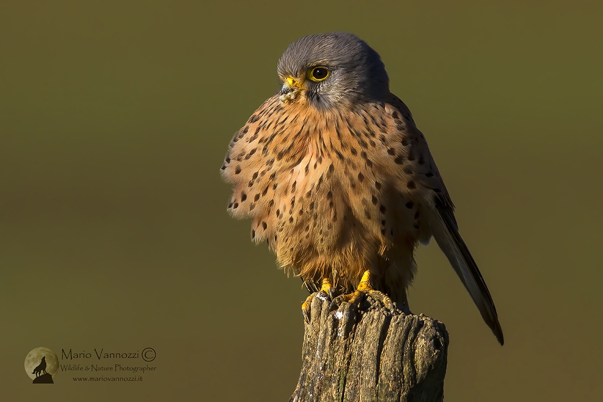 Kestrel ... male.