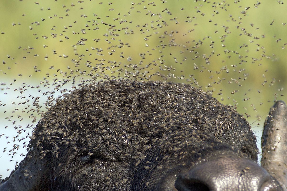 Missed the fly on the nose to me 2