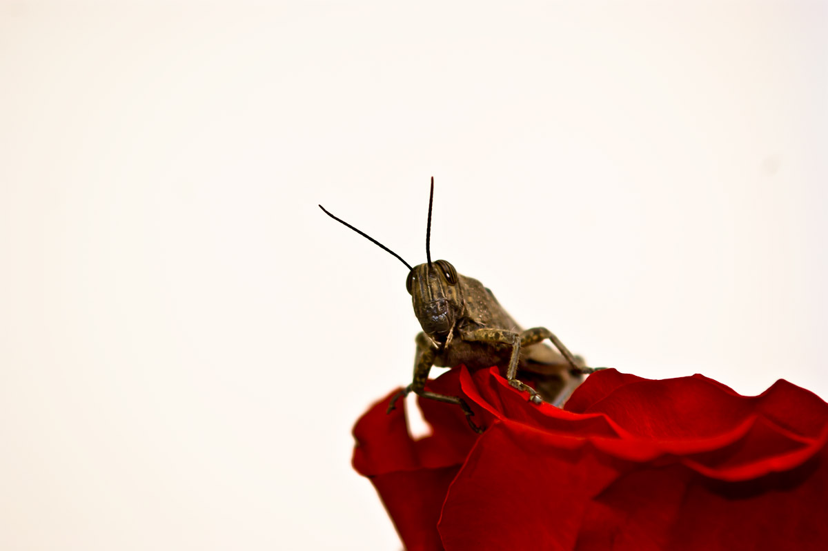 rose rosse per te...