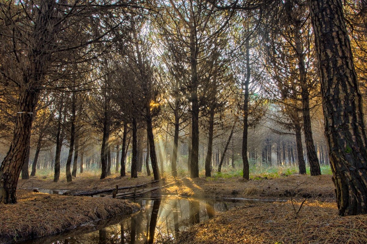 Reflections in the pine forest