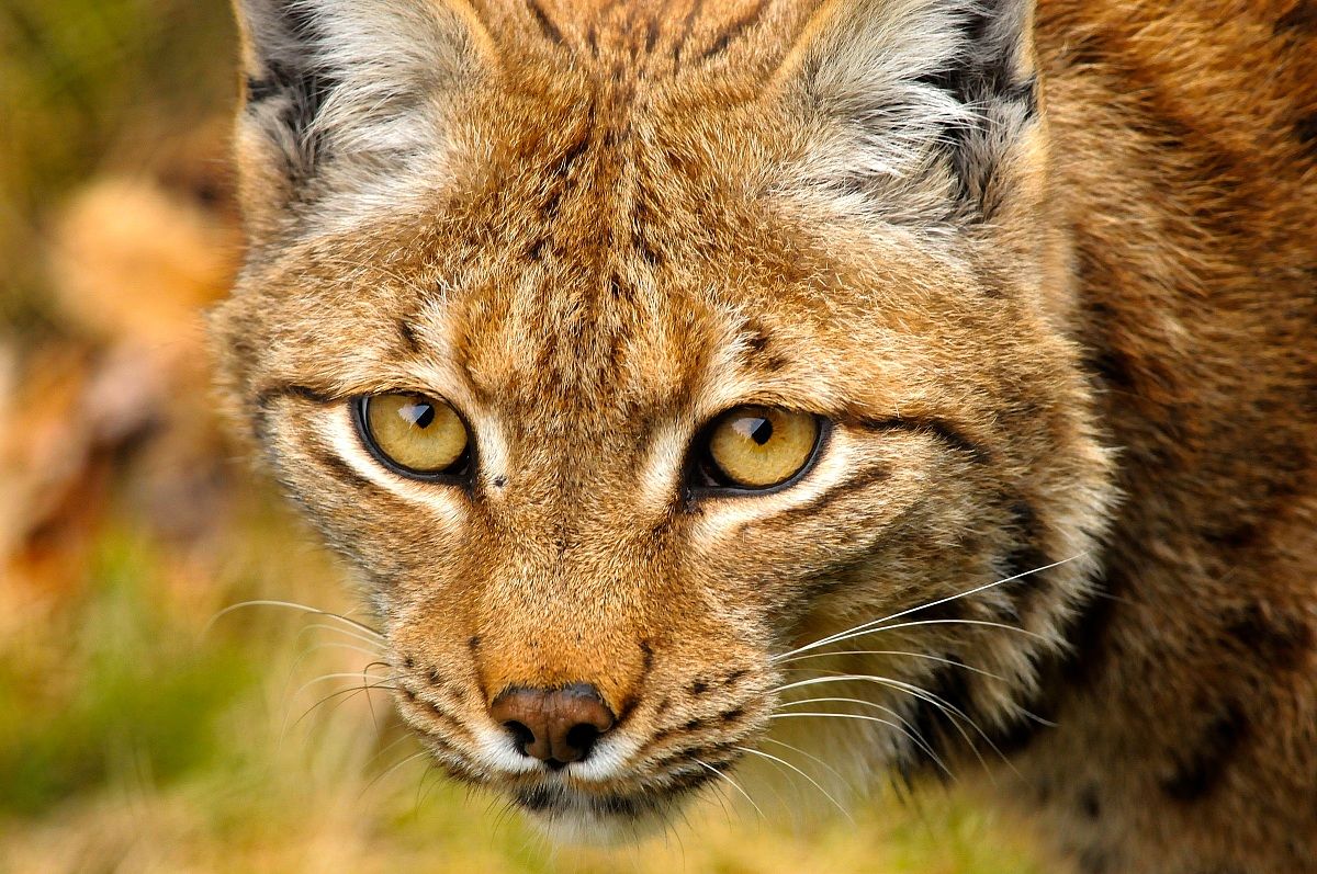 Lince