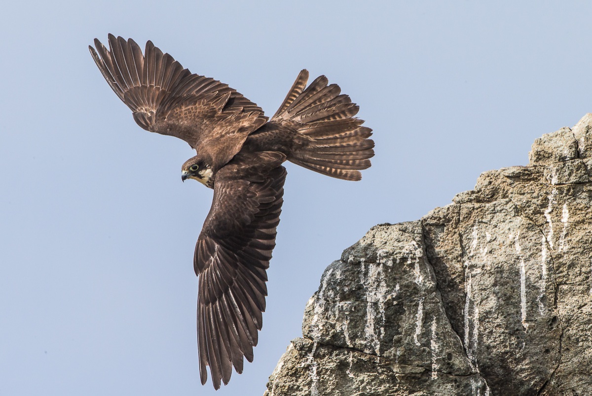 Il decollo della Regina