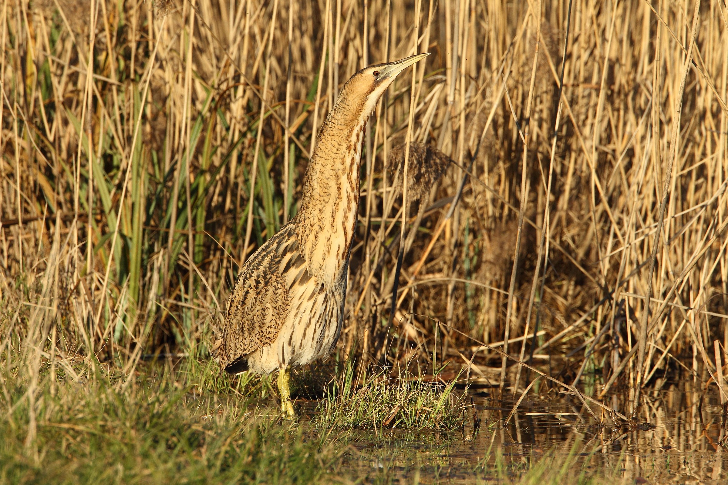 Bittern