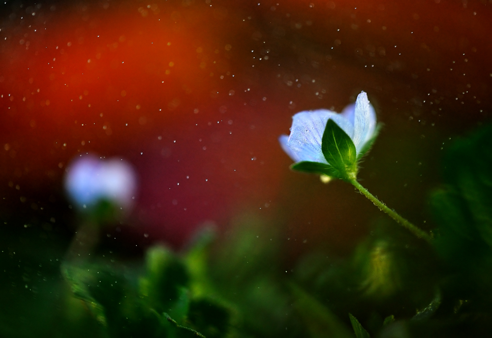 La luce va scemando..