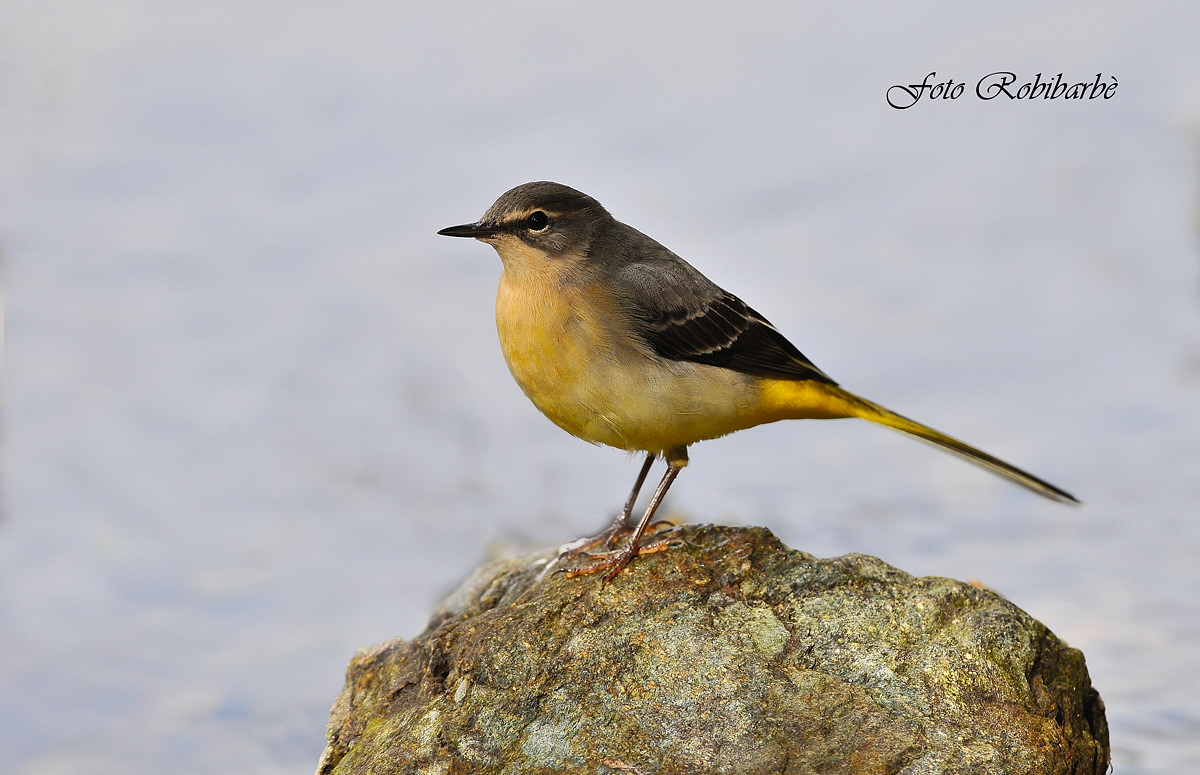 Ballerina gialla.....