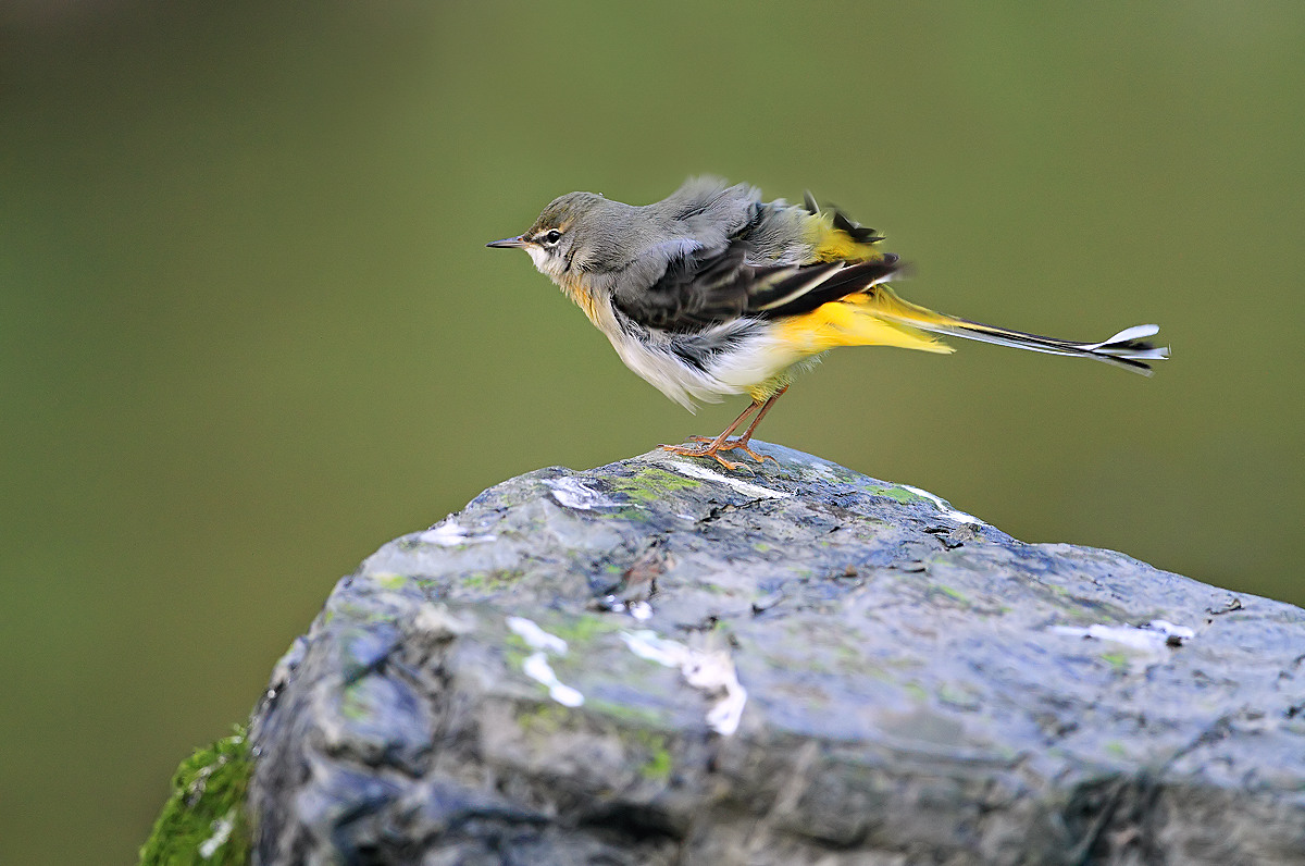 Balla..................Ballerina!