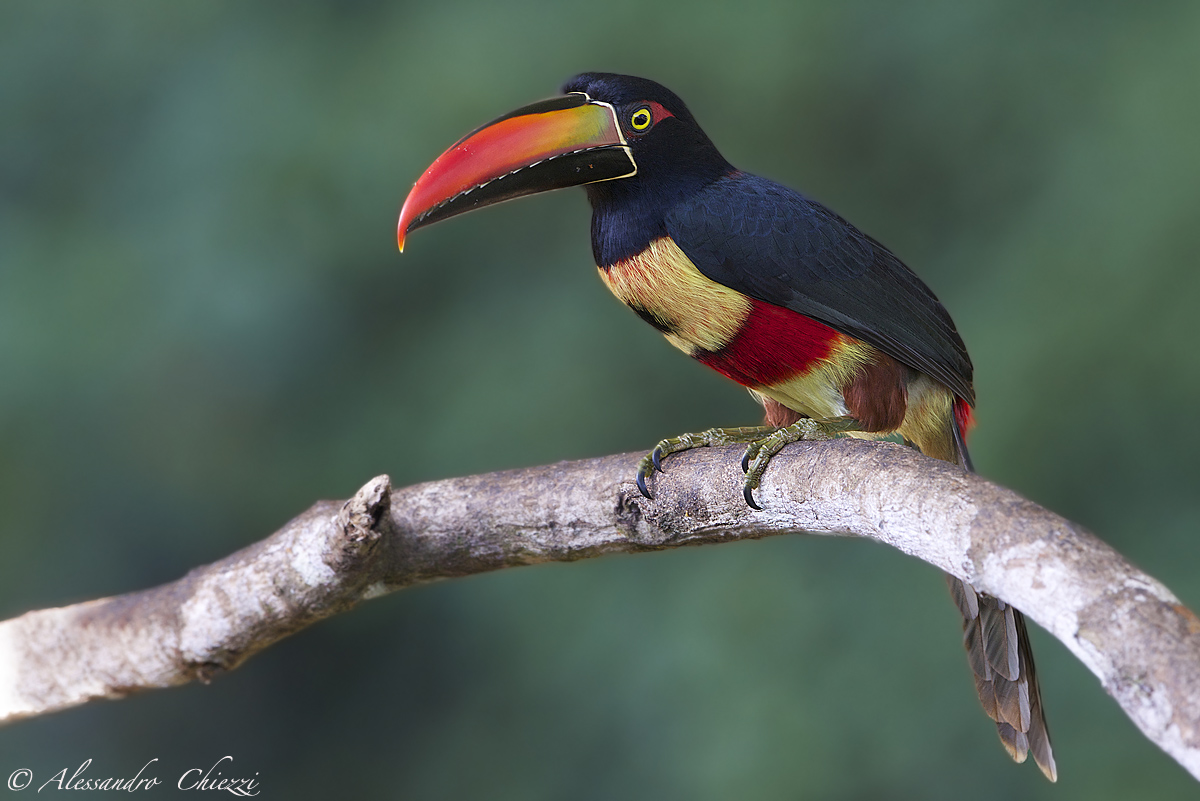 Aracari spout of flame