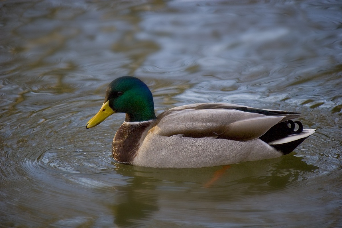 Piacere .. Germano! #02