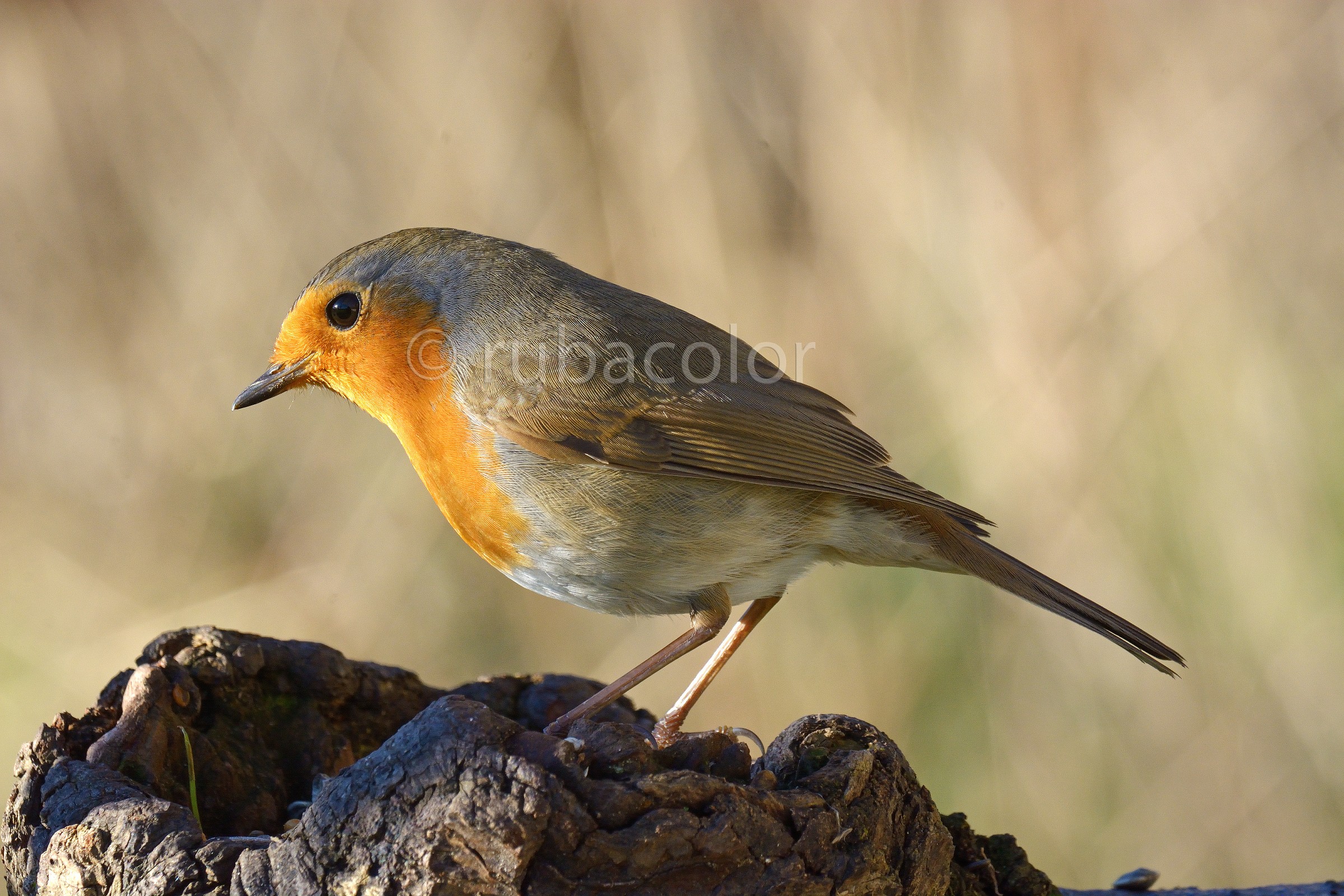 Another robin according to the protocol rubacolor''&...