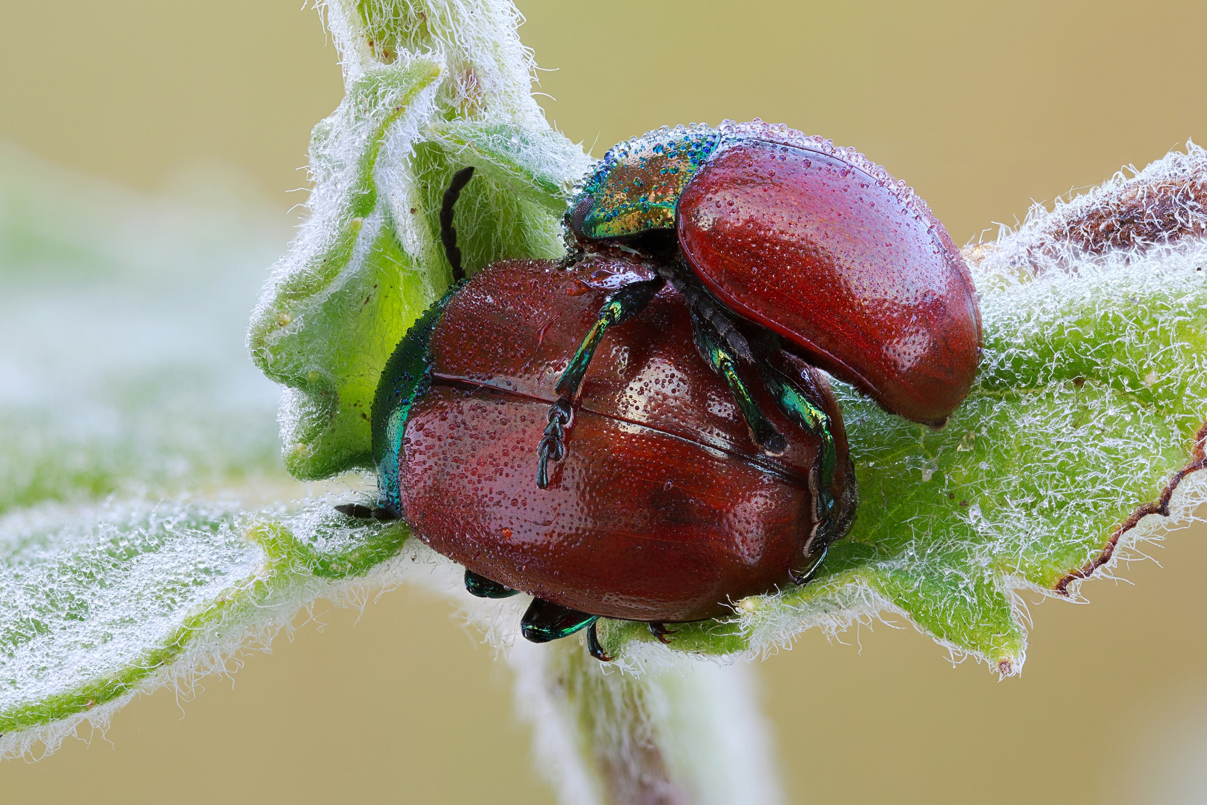 Chrysolina love