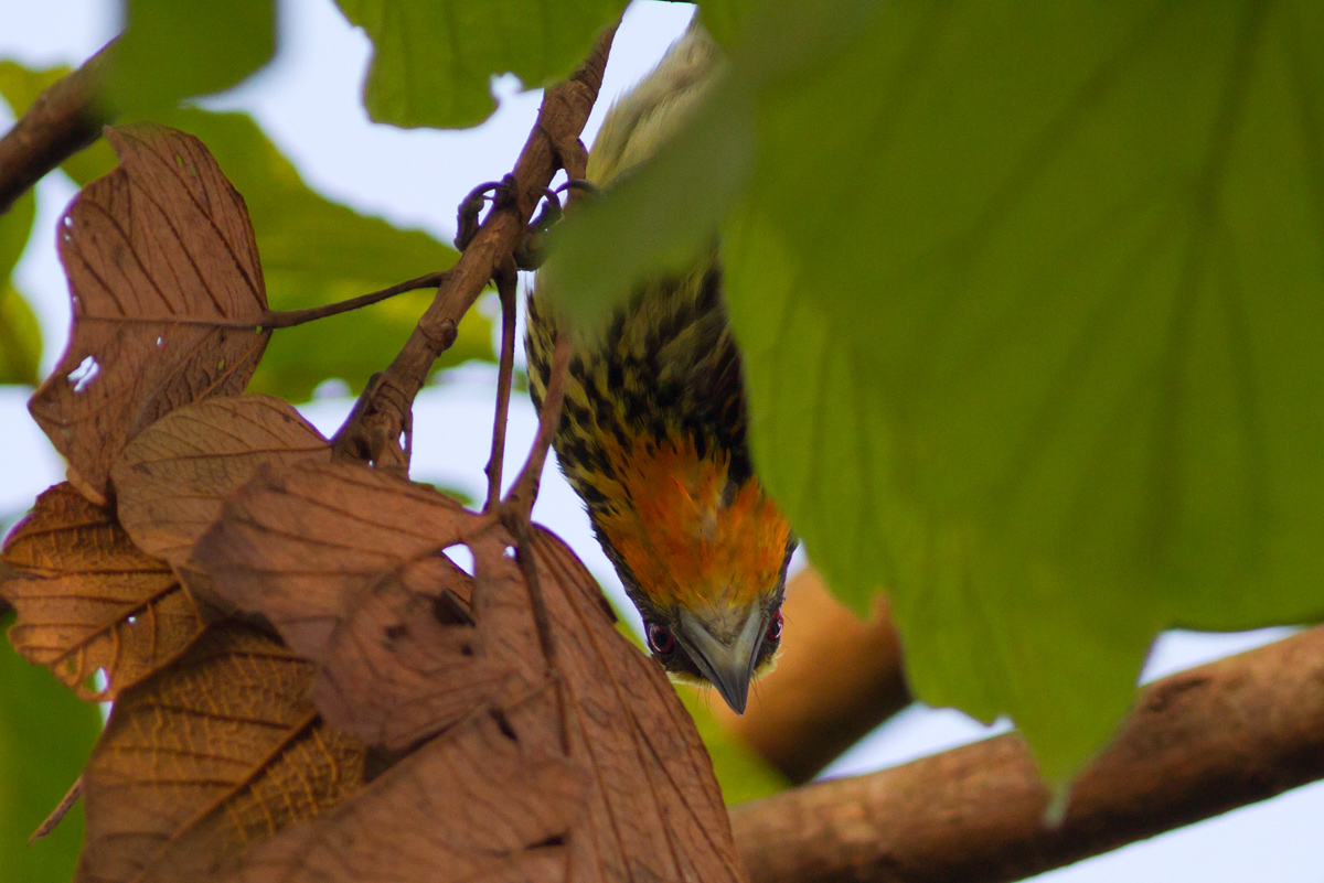 Gilded Barbet (Capito auratus)
