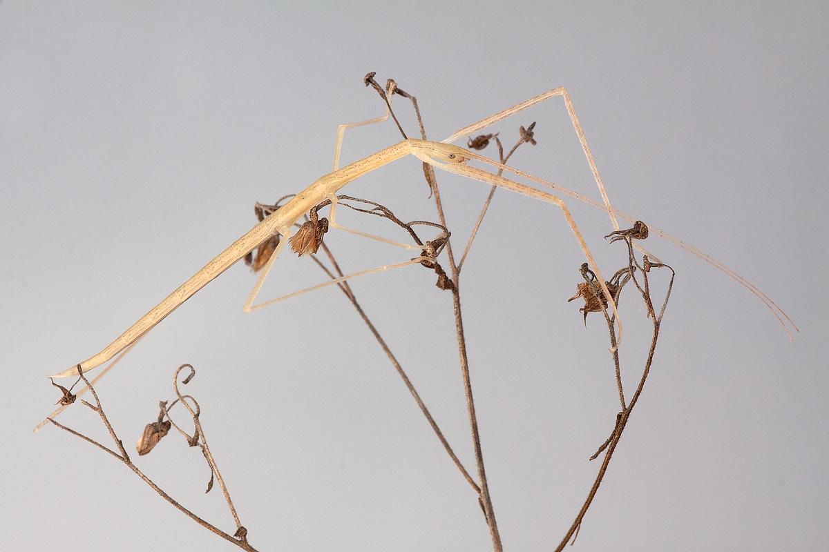 Mission (quasi) Impossible