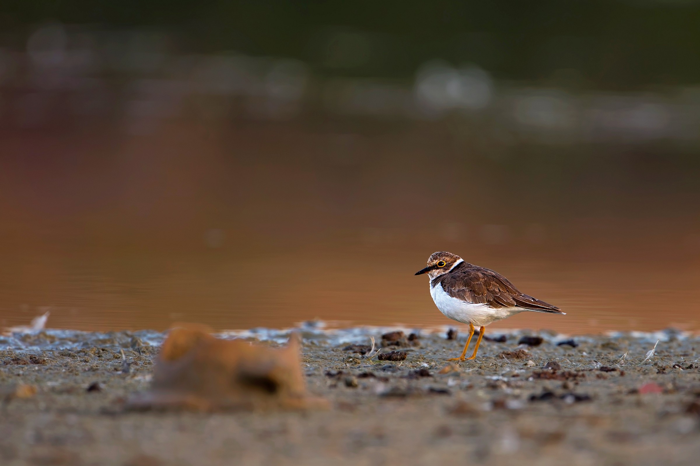 Little Ringed Plover