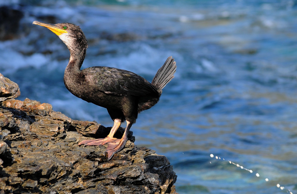 Everybody needs a WC