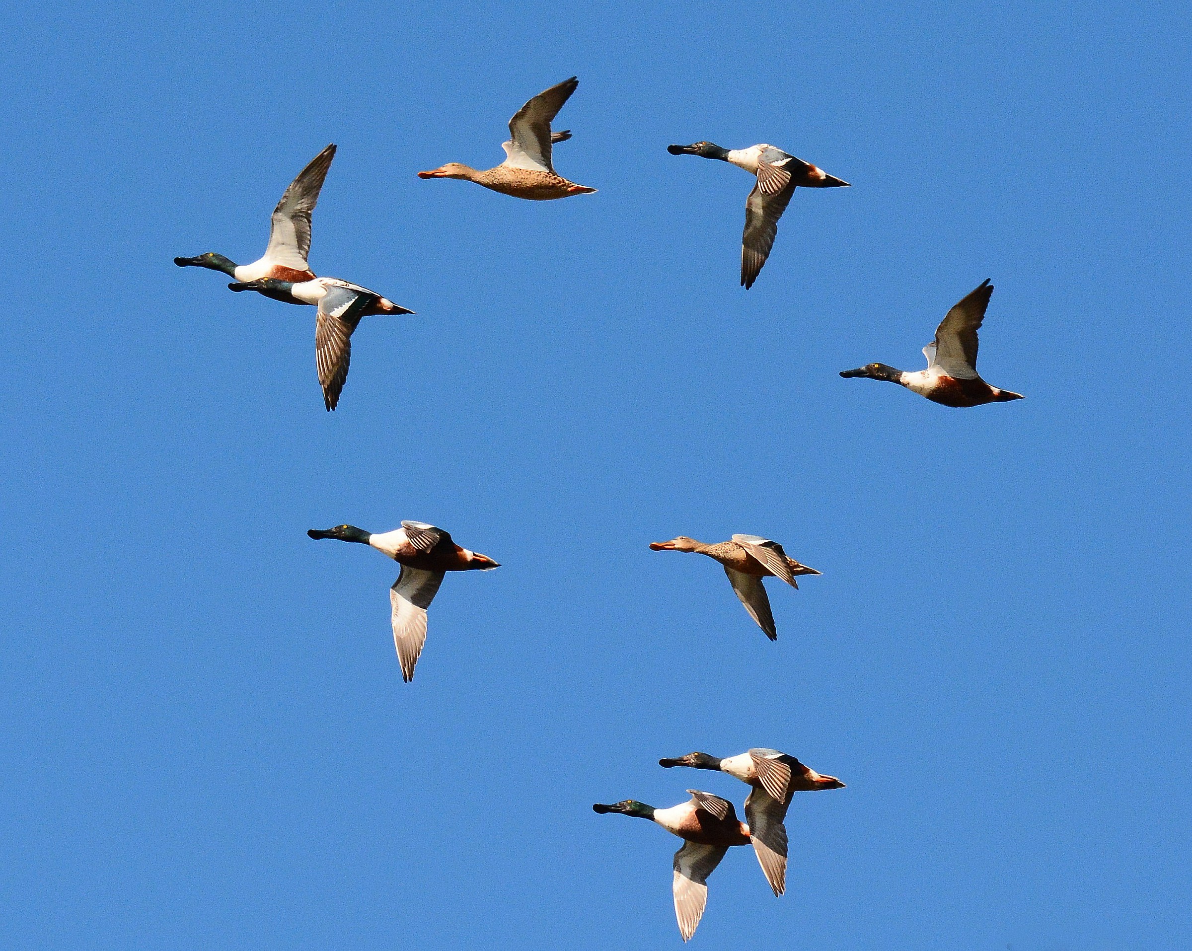 Spoonbills in flight