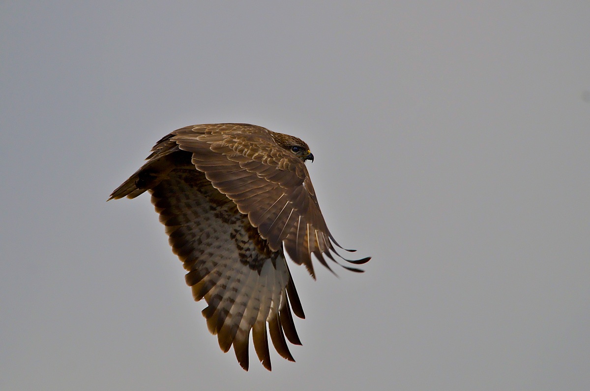 Bella e impossibile - Poiana