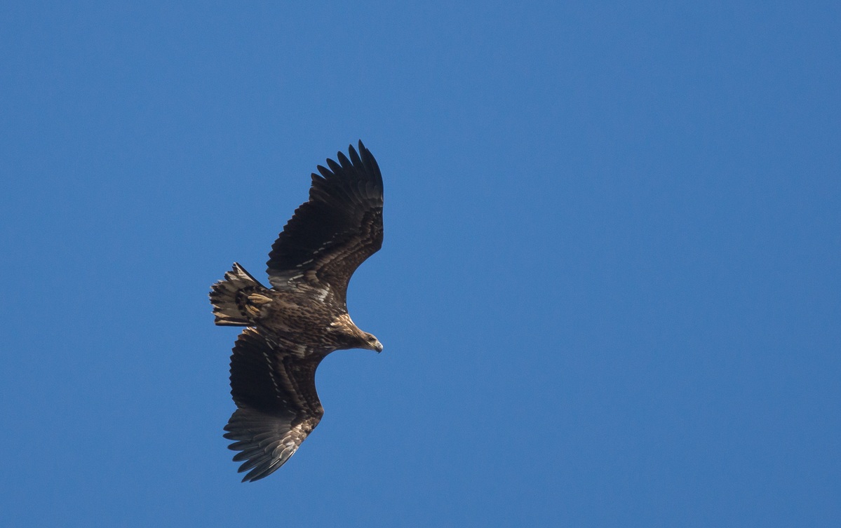 White Tailed Sea Eagle