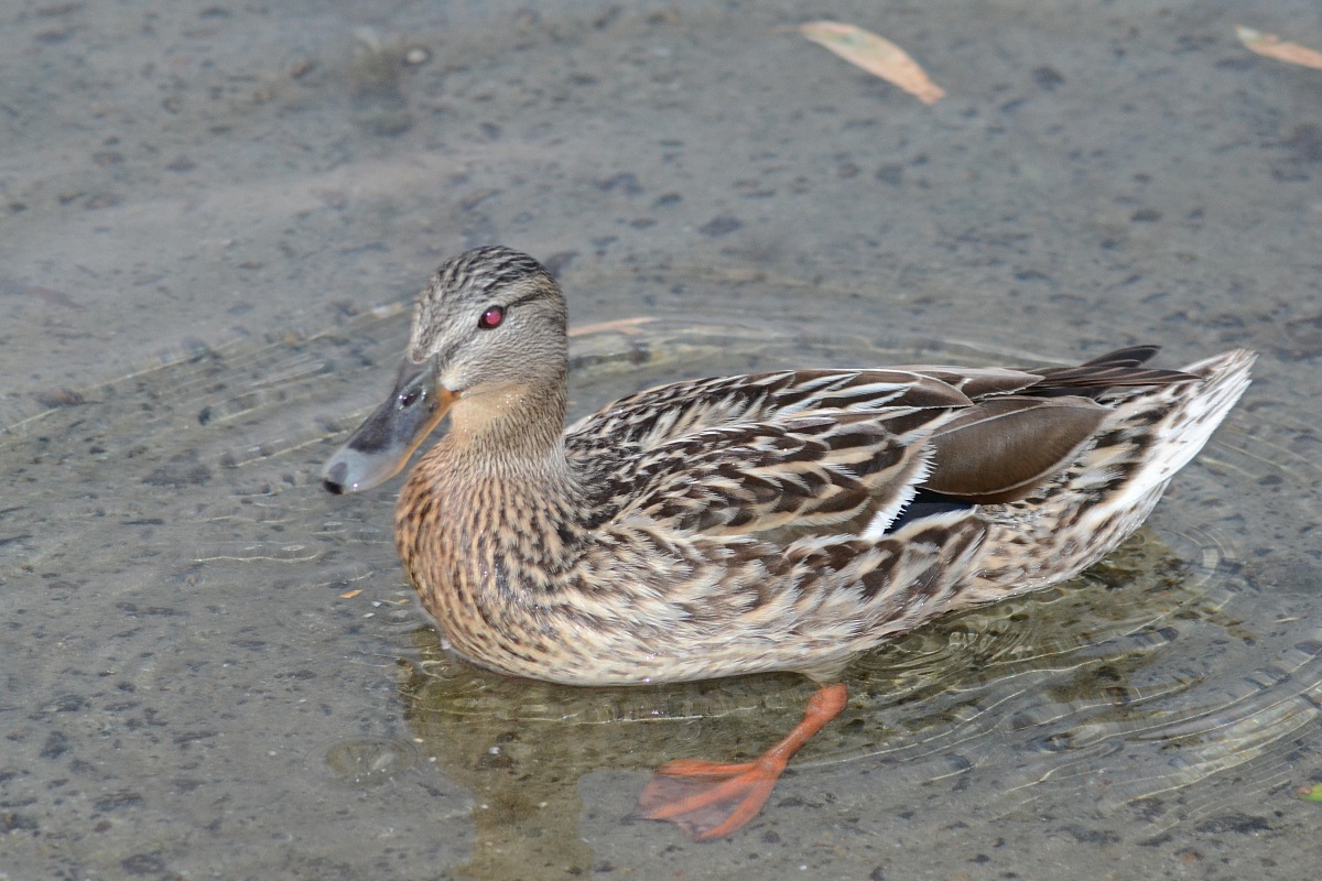 female duck