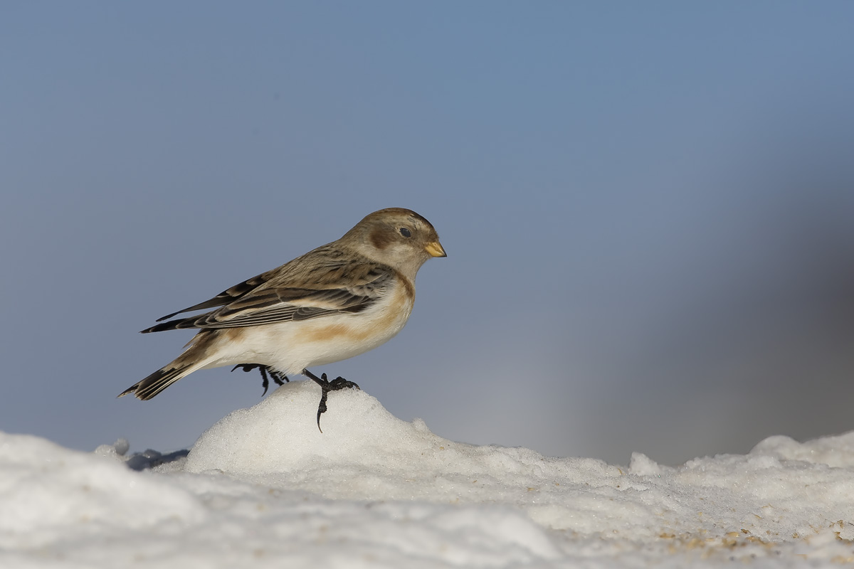 Snow Bunting