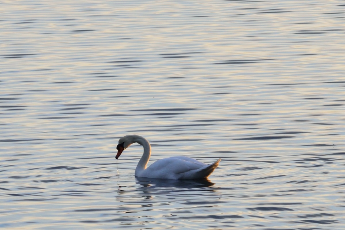 Cigni al tramonto 6