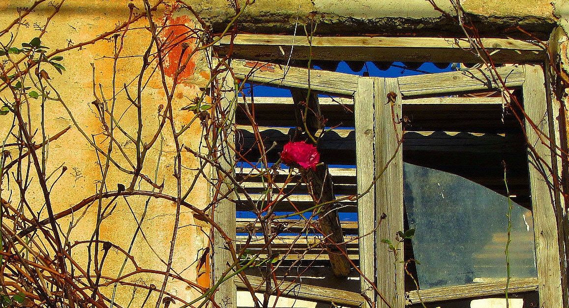 Il sopravvento della rosa