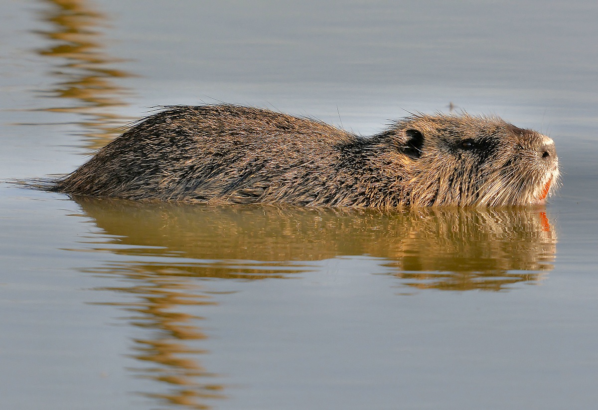 alla faccia del castorino (nutria)