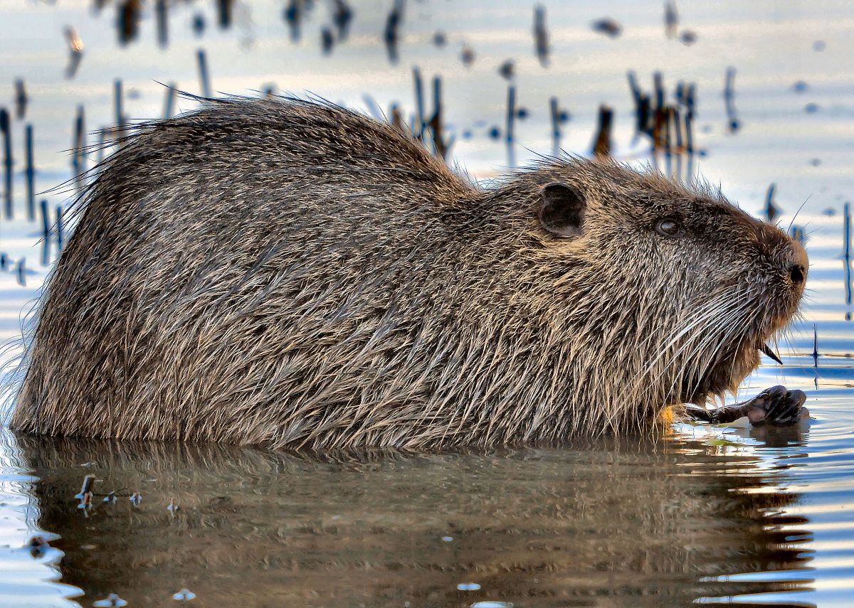 nutria 4
