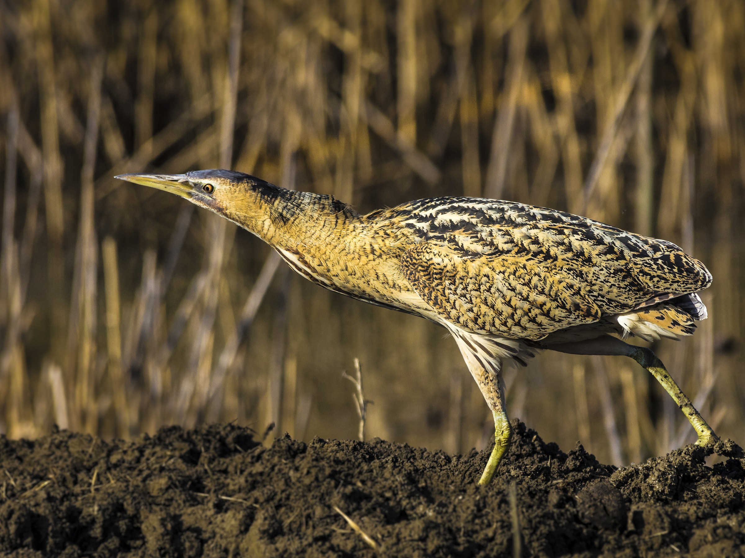sempre lui il tarabuso!