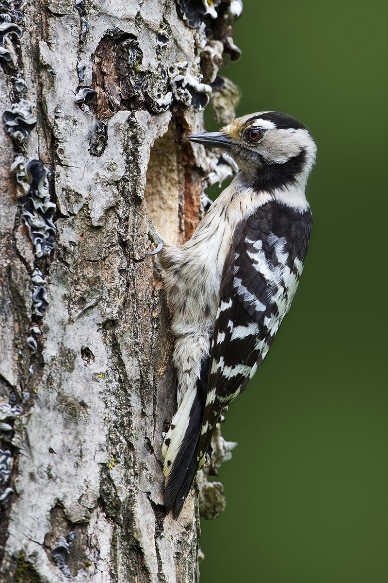 picchio minore femmina