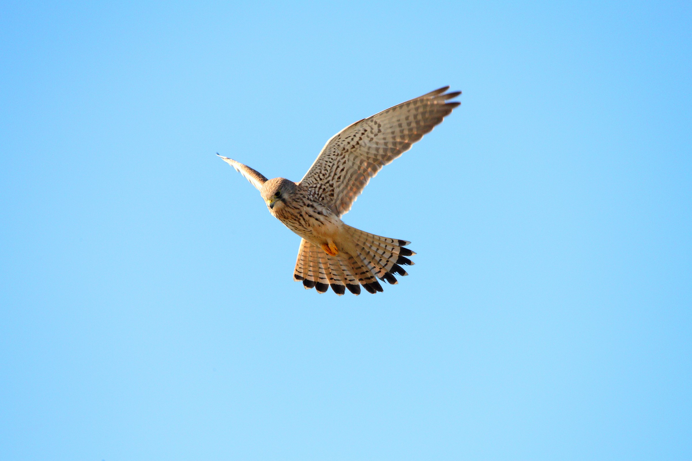 gheppio comune Durante la caccia