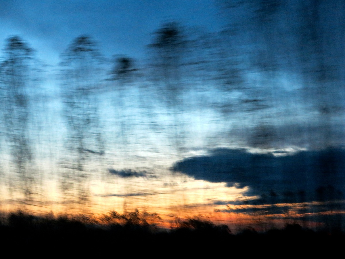 alberi che fuggono al tramonto