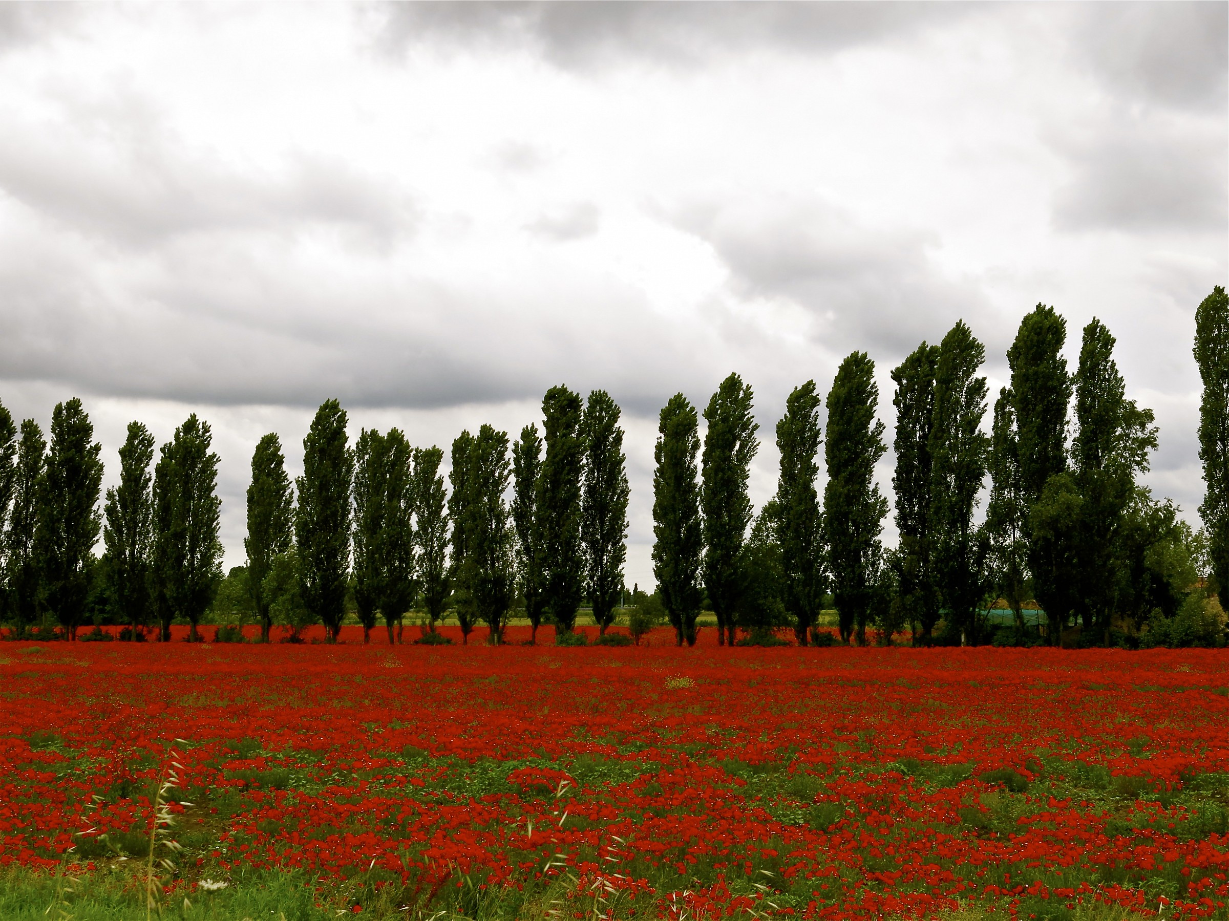 mille papaveri rossi