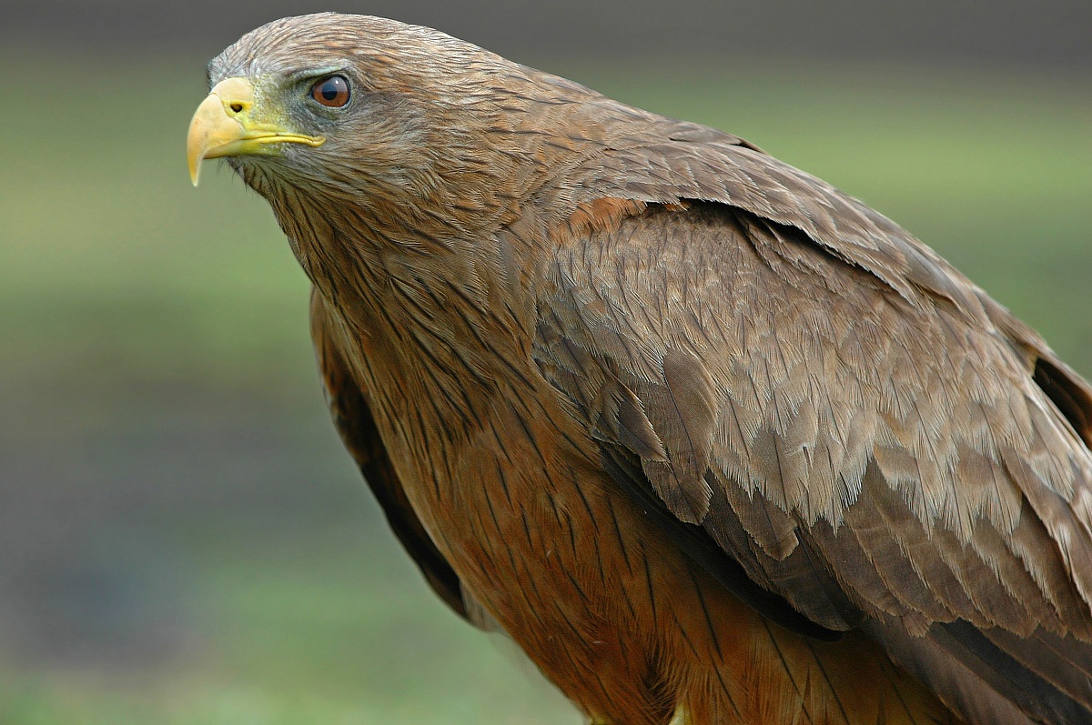 Il Giubbotto del nibbio