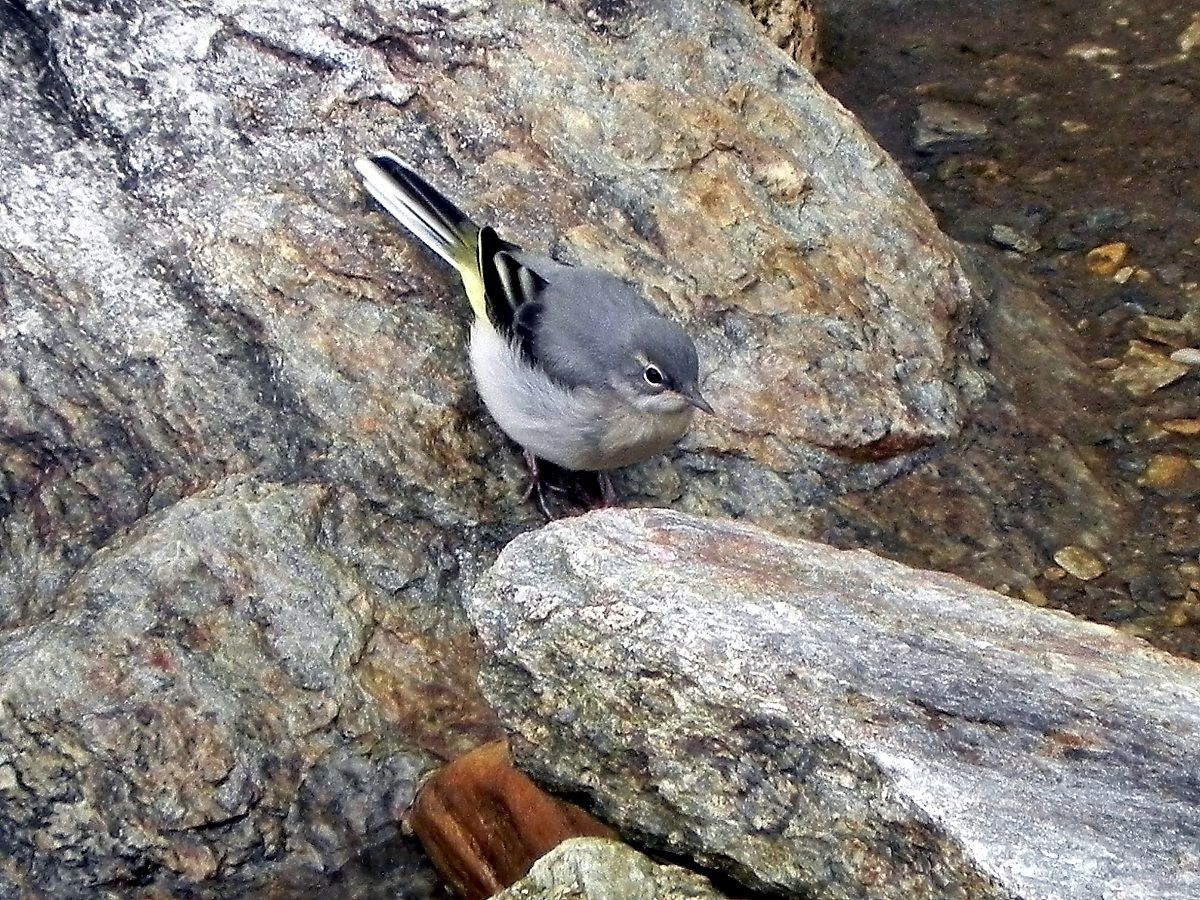 Ballerina Yellow-tailed