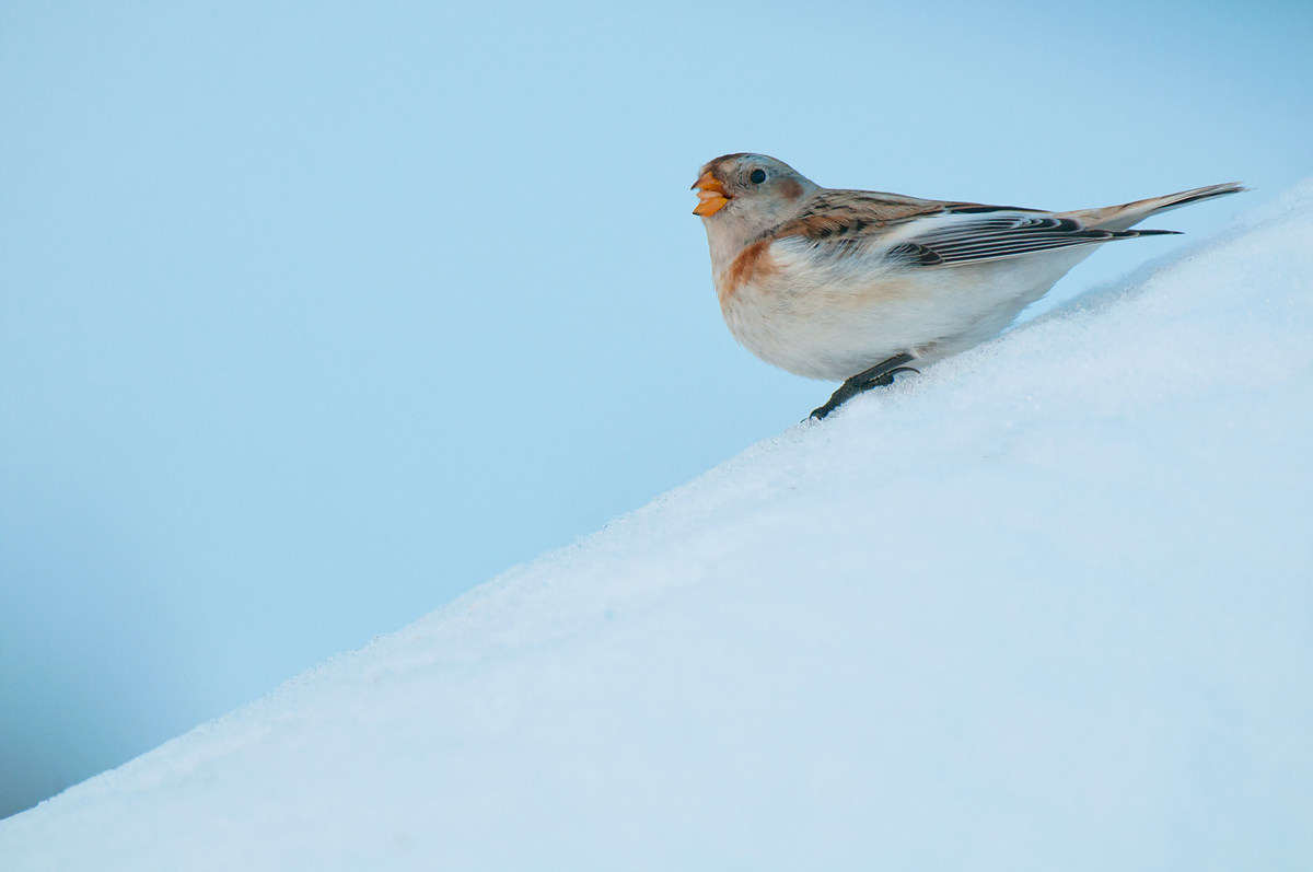 Snow Bunting