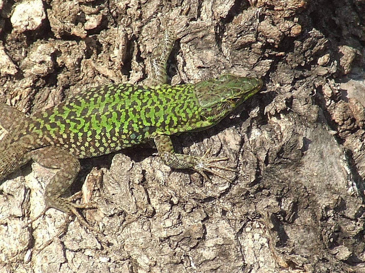 lizard