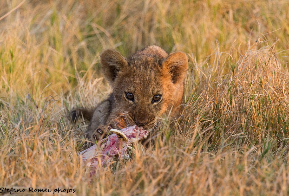 fuffi in the savannah