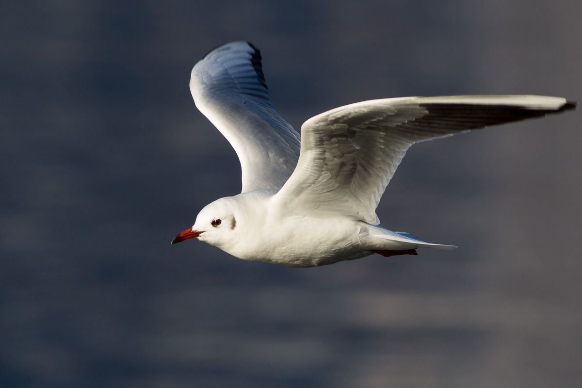 Gabbiano comune in volo