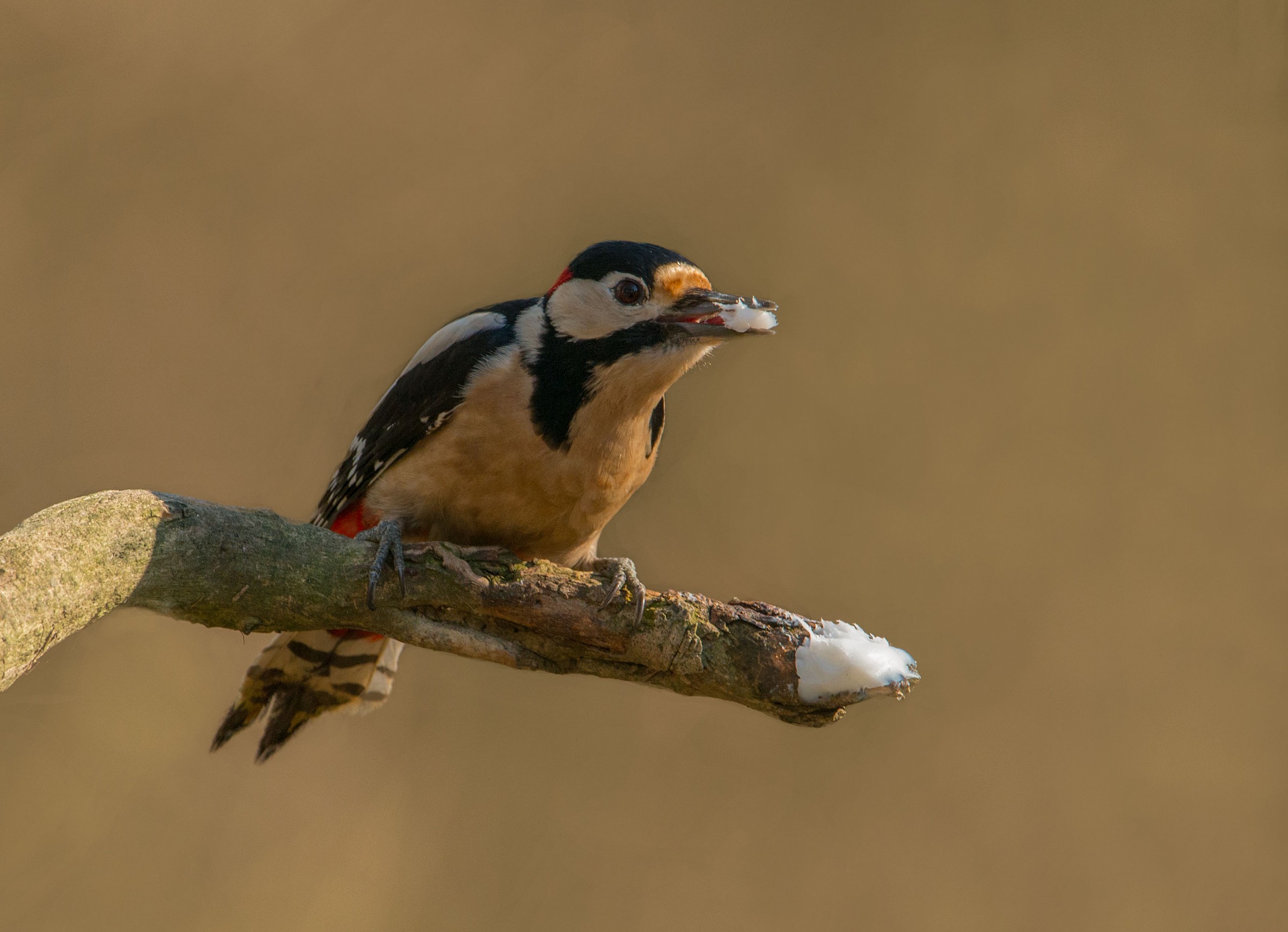 Burro..cos'altro?..il nescafe' dopo