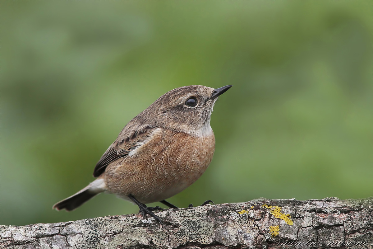 saltimpalo (Saxicola torquata)