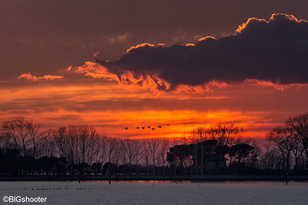Sunset with flight of swans