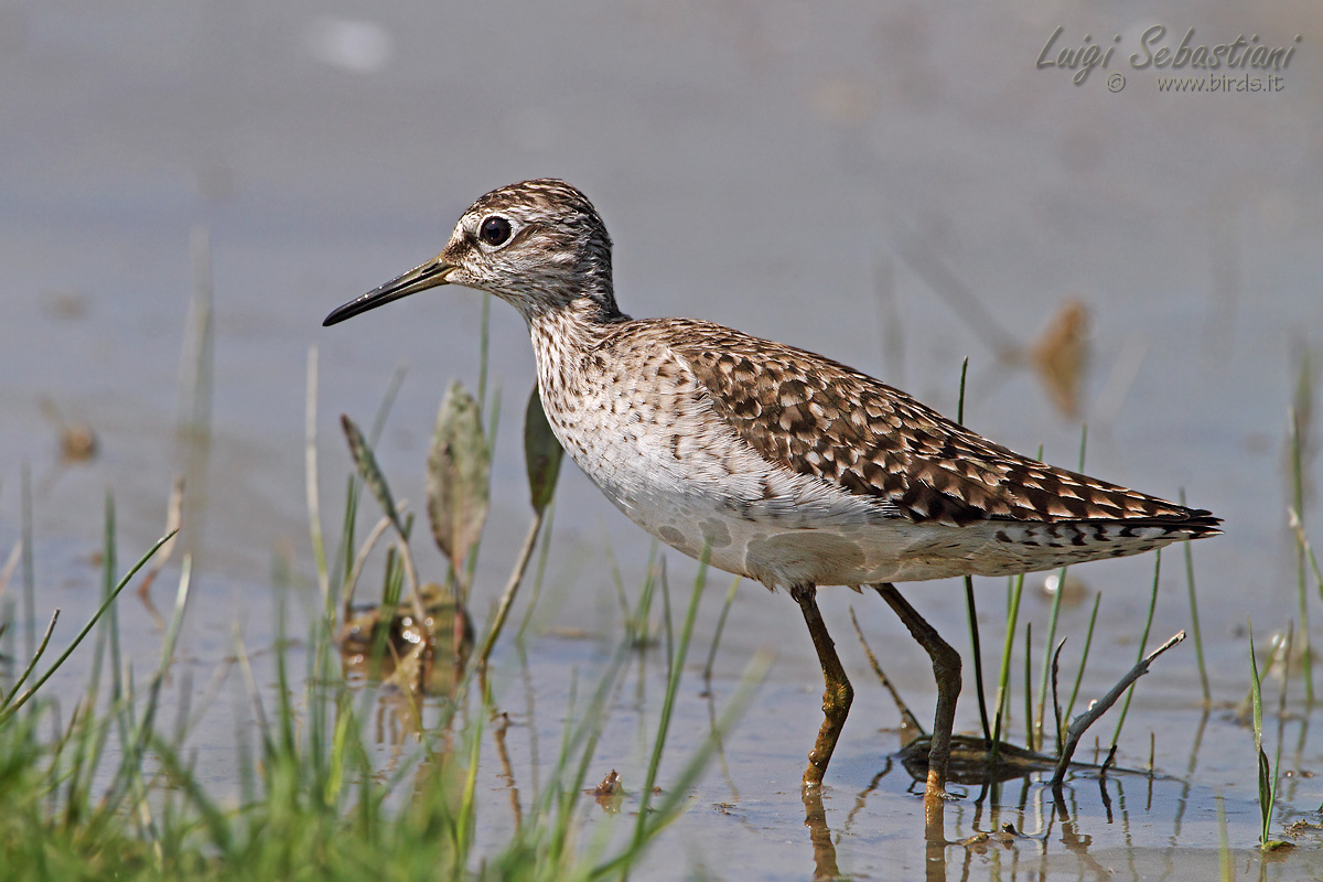 Wood Sandpiper
