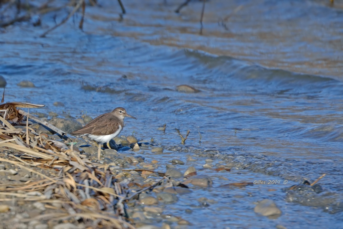 Piro Piro Piccolo(Actitis hypoleucos)