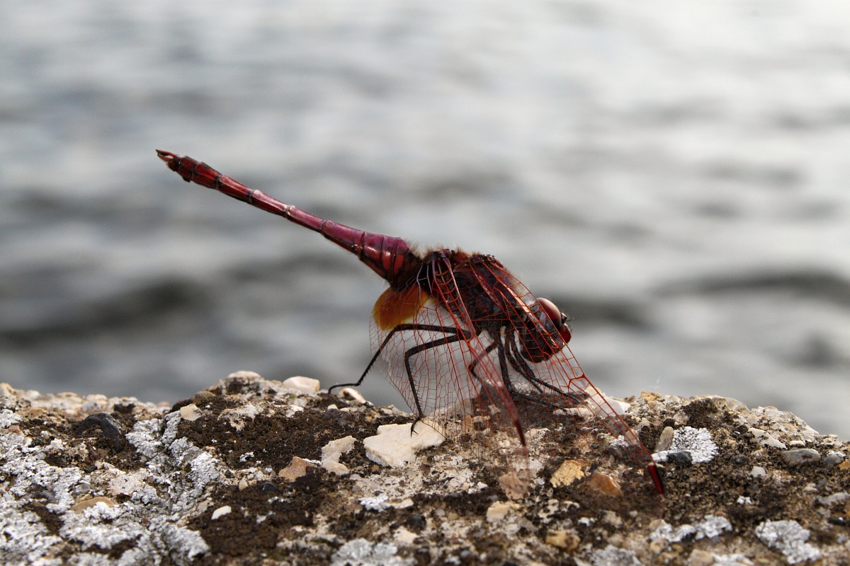 Dragonfly on Lake Trevor