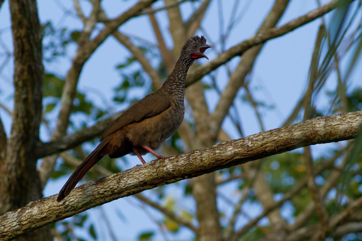 Speckled Chachalaca (Ortalis guttata)
